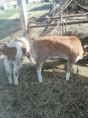 De vânzare doi vitei  - imagine 2