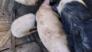 Vând patru șoldani - imagine 4