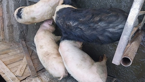 Vând patru șoldani - imagine 5