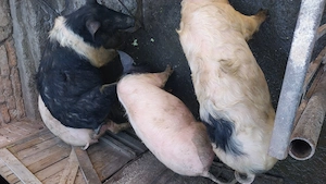 Vând patru șoldani - imagine 3