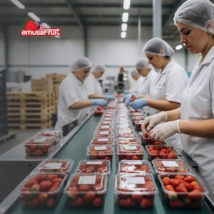 Se caută  3 cupluri la  ambalat de capsuni 