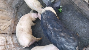 Vând patru șoldani - imagine 2