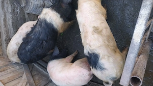 Vând patru șoldani