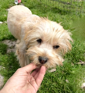 Yorkshire terrier Băiat 4 luni 