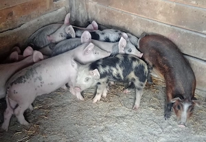 Purcei de 10 săptămâni 