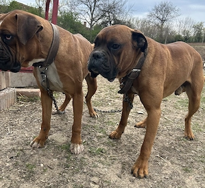 Ofer pe adopție Boxer German 