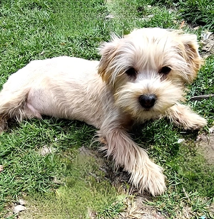 Yorkshire terrier Băiat 4 luni gold auriu