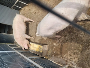 Sâmbăta 25.04.2026 se sacrifică porc  - imagine 2