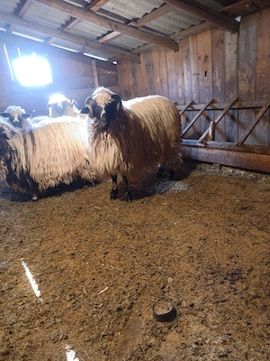 Berbec breaz ,vârstă 1 an - imagine 3