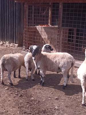 Berbec breaz ,vârstă 1 an