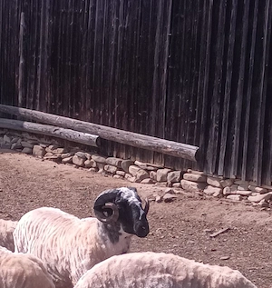 Berbec breaz ,vârstă 1 an - imagine 2