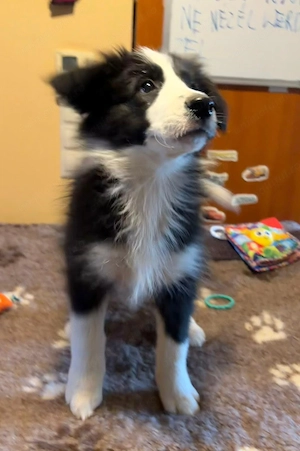 Puiuții Border Collie  - imagine 2