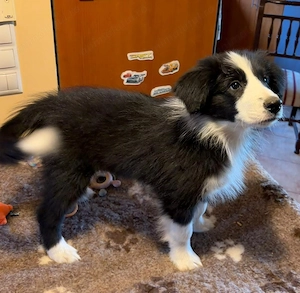 Puiuții Border Collie  - imagine 3