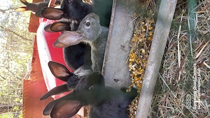 Iepuri domestici rasa mixtă 