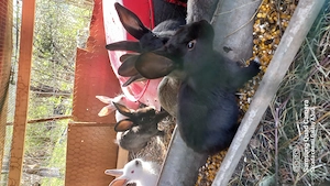 Iepuri domestici rasa mixtă  - imagine 2