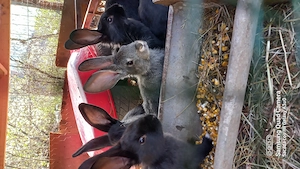 Iepuri domestici rasa mixtă  - imagine 3