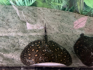  De vânzare pisici de mare de apa dulce   Potamotrygon   pești deosebiți pentru pasionați!  - imagine 3