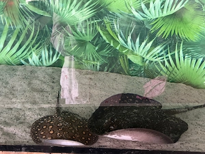  De vânzare pisici de mare de apa dulce   Potamotrygon   pești deosebiți pentru pasionați!  - imagine 2