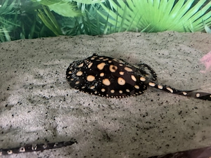  De vânzare pisici de mare de apa dulce   Potamotrygon   pești deosebiți pentru pasionați! 