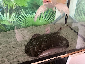  De vânzare pisici de mare de apa dulce   Potamotrygon   pești deosebiți pentru pasionați!  - imagine 4