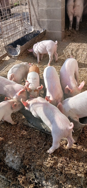 purcei de vânzare  - imagine 4