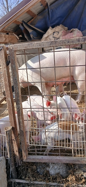 purcei de vânzare  - imagine 2