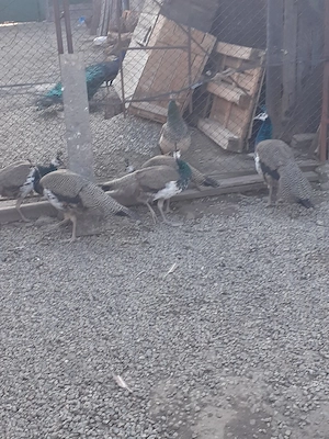 pauni masculi de anul trecut