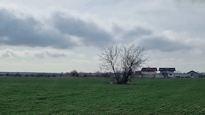 Terenuri intravilane de vânzare   Săbăreni, Giurgiu   ideal investiție - imagine 4