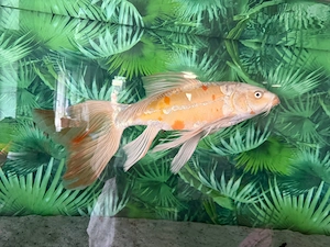  De vânzare   Crap Koi Butterfly (Longfin) - aprox 47cm 