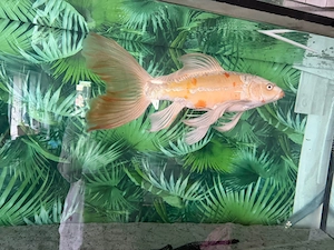  De vânzare   Crap Koi Butterfly (Longfin) - aprox 47cm  - imagine 2