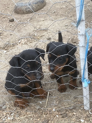 Jagd terrier jagdTerrier  - imagine 3