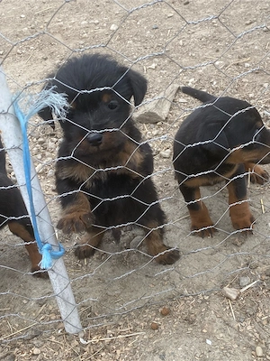 Jagd terrier jagdTerrier  - imagine 2
