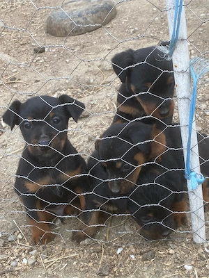 Jagd terrier jagdTerrier 