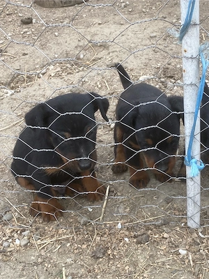 Jagd terrier jagdTerrier  - imagine 4