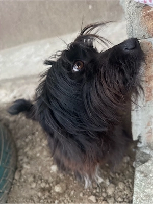 Dau la adoptie cățeluşă cuminte - imagine 4