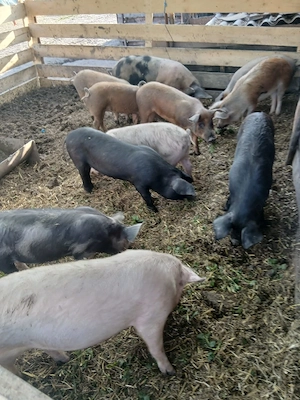 De Vânzare 3 soldane 60 70 kg una 