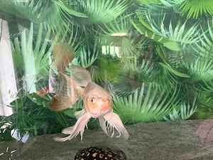  De vânzare   Crap Koi Butterfly (Longfin) - aprox 47cm  - imagine 3