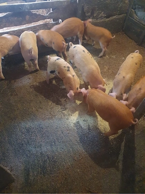 Vând purcei - imagine 5