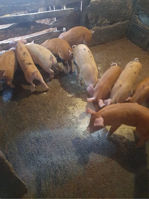 Vând purcei - imagine 3