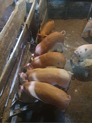 Vând purcei - imagine 4