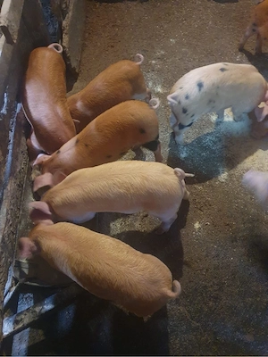 Vând purcei - imagine 2