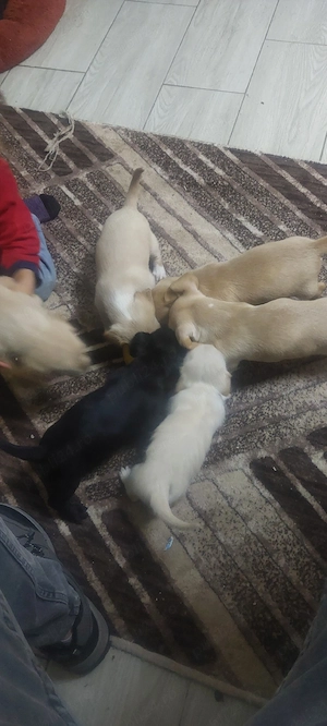 vând caței  - imagine 2