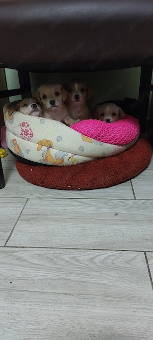 vând caței  - imagine 4