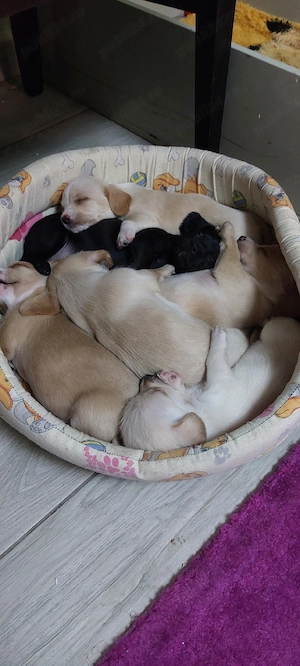 vând caței  - imagine 3