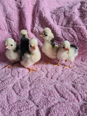 Pui motata olandeză