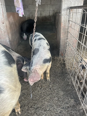 Vând porci între 60-70kg