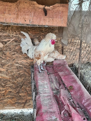 Cocoș motata olandeza