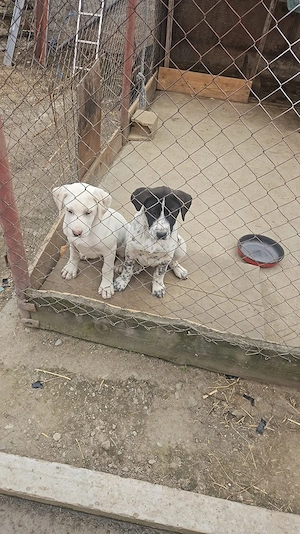 Vând doi căței ciobănești, 3 luni jumate, vaccinați