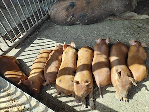 Porci duroc  - imagine 3