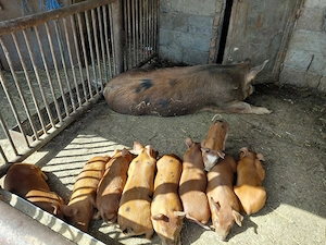 Porci duroc  - imagine 4